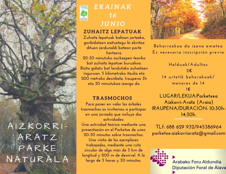 Zuhaitz lepatuak. Árboles trasmochos (1)